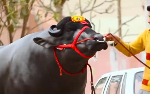 印度超级大水牛,重达3000斤价值9500万,网友:
