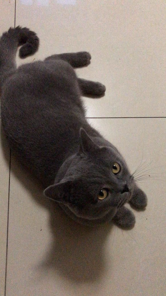 一男子在App Store下载了人猫交流器,结果给猫咪听完后,悲剧了