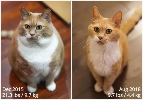 肥猫日记恶搞视频,肥猫日记恶搞视频大全