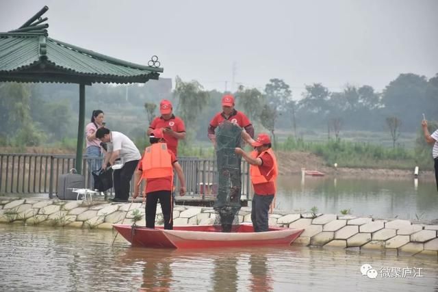 龙虾红了，庐江火了！放马滩的龙虾，味道真的好极了！