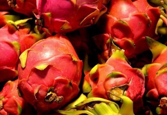 火龙果几月份种植?种植前景如何?投资成本及