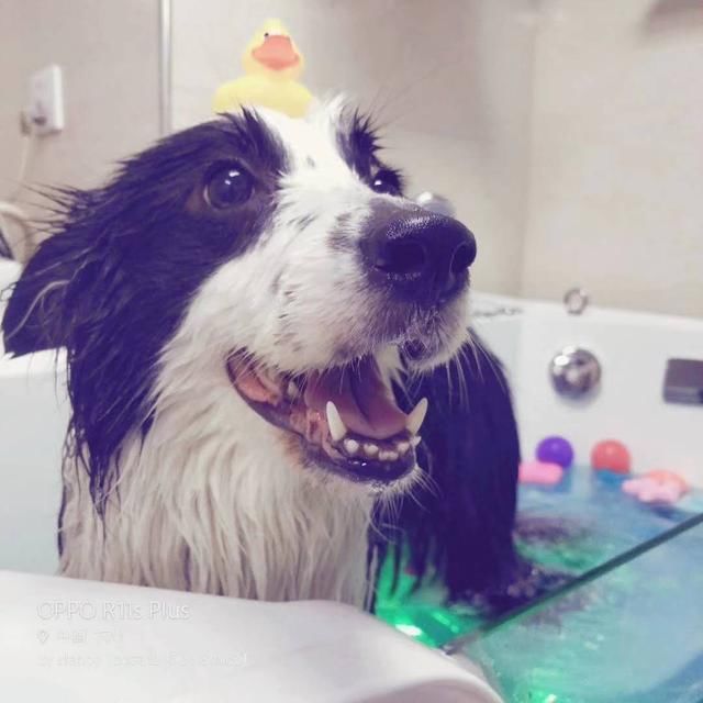 杭州首家宠物驯养师推出的宠物5星spa洗护服