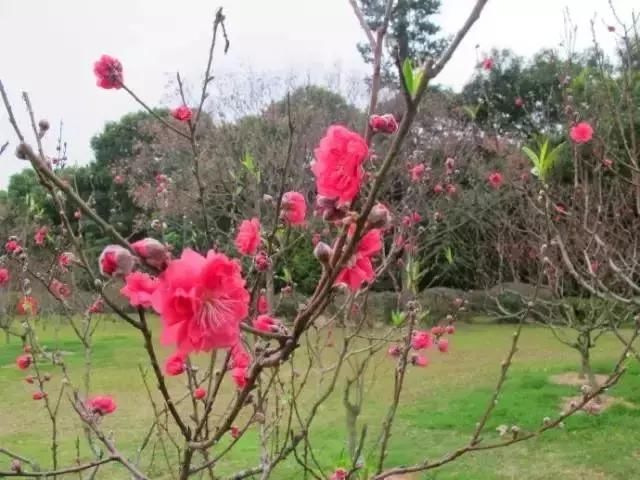 又是一年桃花开！去深圳莲花山公园转转“桃花运”！