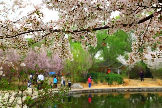 又是一年樱花季，国内按花期时间排列的七大赏花圣地