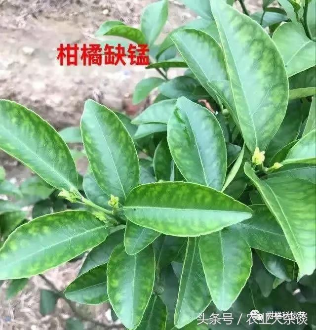 高清图谱:史上最全柑橘缺素症诊断与识别!收藏