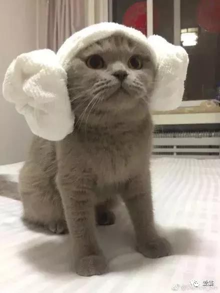 如果你家猫会挣钱养你,它能做什么工作?