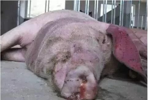 大猪无任何症状突然死亡,很有可能是什么病?