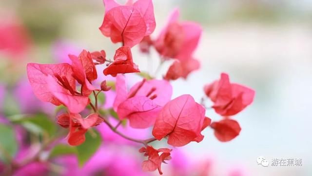 满城花开！初夏的蕉城美翻了十里八乡！