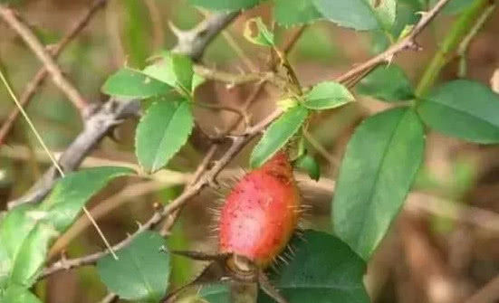 以前遍地都是的野果，现在农村都很少看见，城里人估计不认识