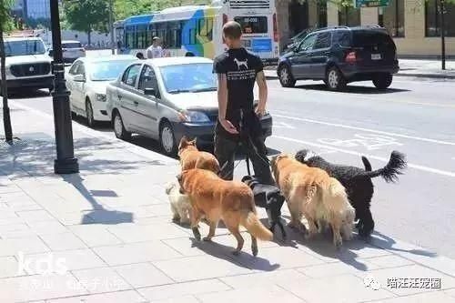 支持《反虐待小动物保护法》!如果你也支持,请