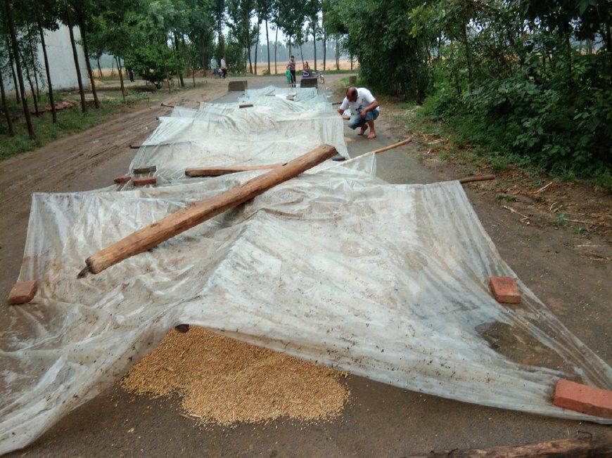 小麦刚收回家就连续下了两天雨，农民掀开塑料布一看，彻底崩溃