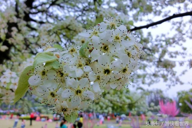 武汉漫行:东湖沿湖路走走