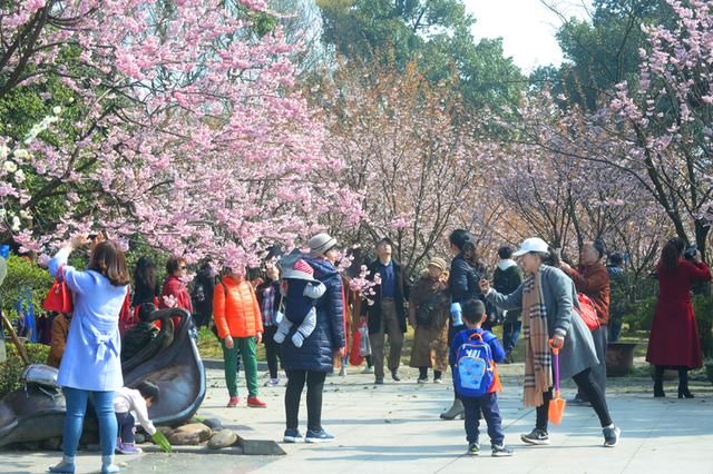 市民香雪海中体验“仙境早春” 南山千株早樱烂漫盛开