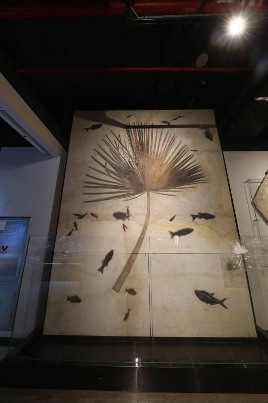 打卡广州最新地标 正佳自然科学博物馆