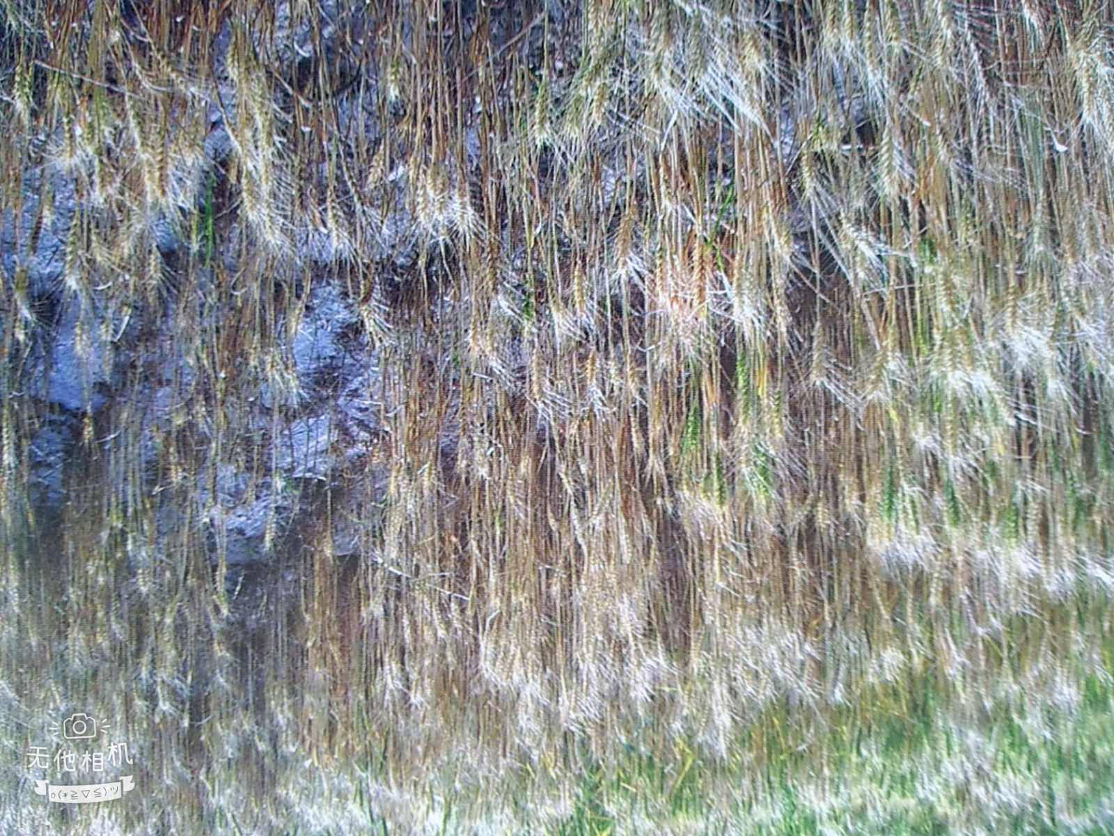 小麦病虫害图解小麦全蚀病、小麦黑穗病、小麦秆黑粉病等