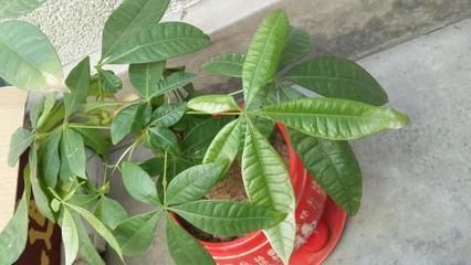 张大爷家的发财树开花结果,种子送给邻居,满