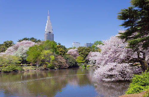 樱花季要来了,东京新宿御苑要延长开放时间招