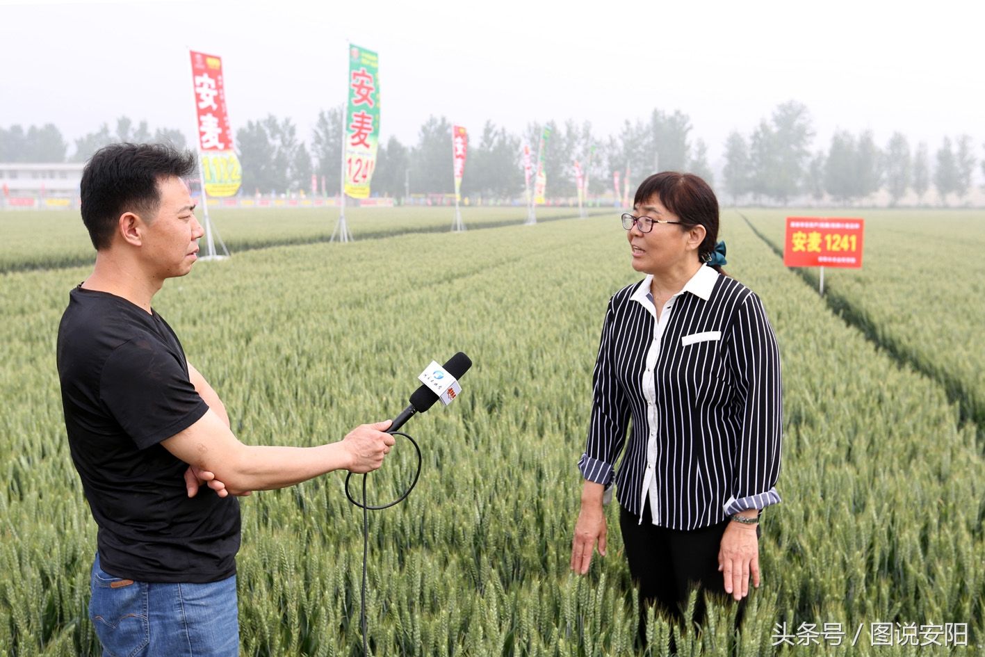 河南小麦大家族喜添“新丁”