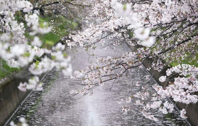 别去日本了！北京这趟6元小火车，带你穿越绝美樱花！沿途风景惊