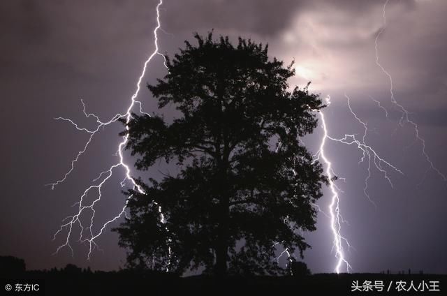 农村俗语：“正月打雷，遍地是贼”，这句话是什么意思？