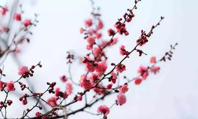 莫负三月好春光！重庆这些私藏的花海胜地，赏花晒太阳约起！