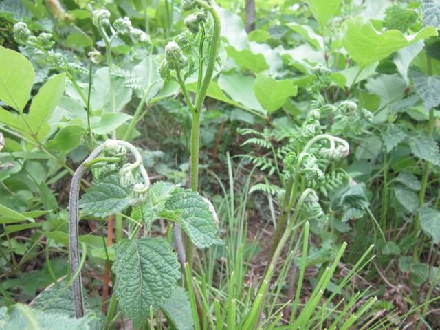 每天吃这种菜的人,患食道癌和胃癌的风险增加5到8倍
