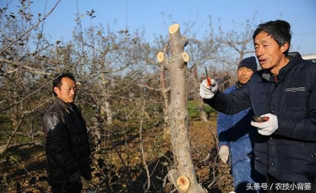 老果农大面积砍伐果树的原因，听了让人既心疼又辛酸！