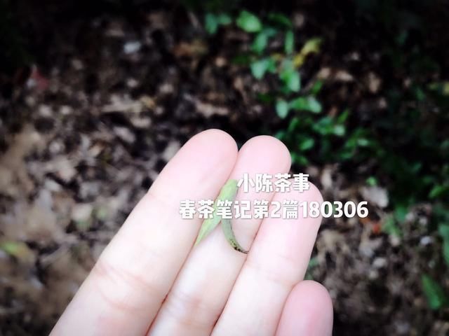 春白茶即将开采,白茶绿茶岩茶红茶普洱茶春茶采摘上市时间一览!