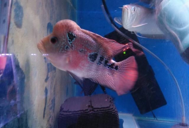 观赏鱼店里的鱼