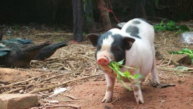 农村生猪养殖新政策