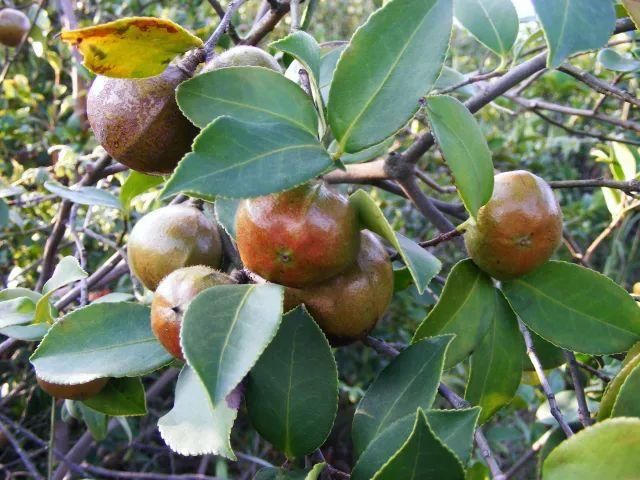 新形势新业态 油茶产业新趋势