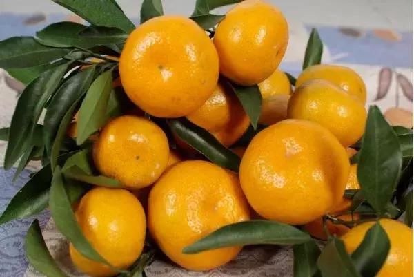 【投票】哪里的(产区)晚熟柑橘最好吃?