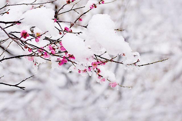 湖南省各州市关于暴雪天气放假的通知!