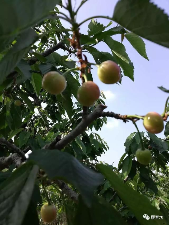 烟台大樱桃上市了！震惊！我们吃的樱桃是怎么长大的