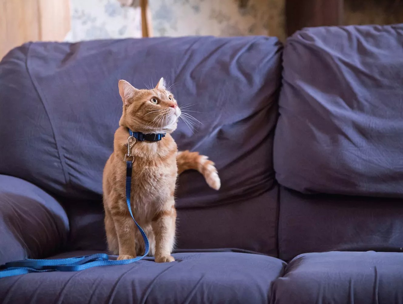 吸血鬼生活、爱猫之城和流浪猫鲍勃,盘点比电