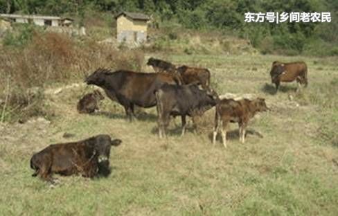 农村的这几种动物, 小时候它们还被吓到过!