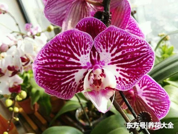 被花友吐槽最难养的3种花,你养过没?生无可恋有没有! - 武汉老徐 - 武汉老徐的博客 被花友吐槽最难养的3种花,你养过没?生无可恋有没有! - 武汉老徐 - 武汉老徐的博客