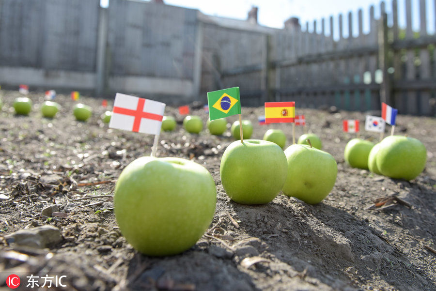 英国神猪预测世界杯 德国队爆冷出局冠军将花