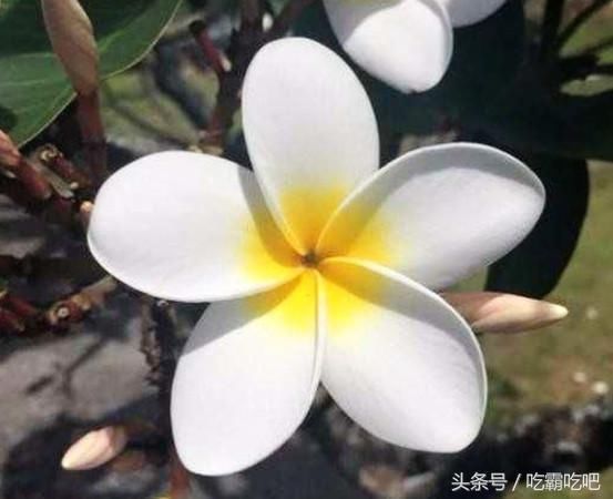 “强迫症”吃货会舒服的美食:镜面蛋糕超治愈!第5个有点神奇!