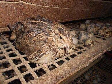 小小身体大财富 她养殖鹌鹑 轻松上万