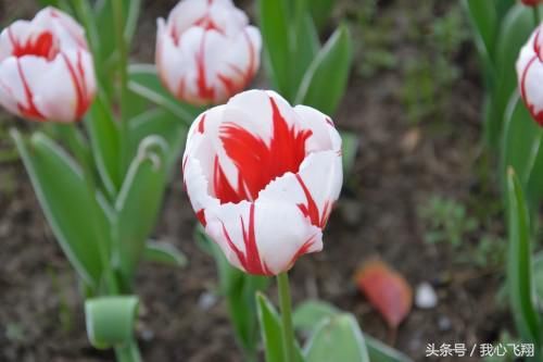 此女文词清婉,情致缠绵也不逊于李清照情趣内衣美女图片欧美图片
