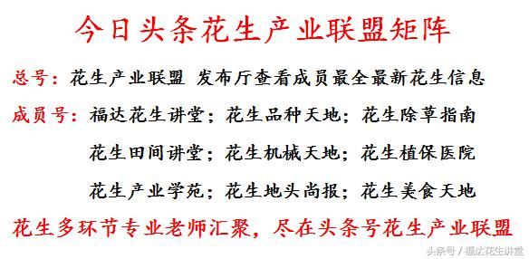 小麦花生一年两季茬口,农民小麦除草苯磺隆分钟慎重使用!