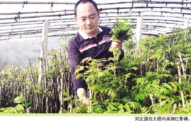 临朐大棚里过春节采摘红香椿 头茬每斤能卖到20元