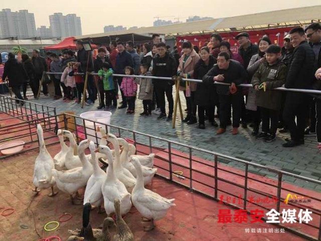 套大鹅，套鸭子，别具特色的年俗游戏快来宁阳试一试！