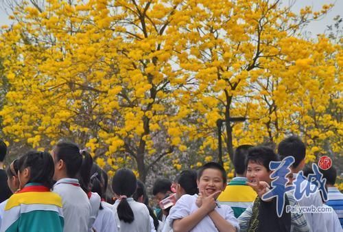 南北高校花景大PK，我选华农!你选武大吗?