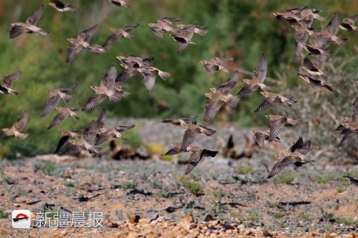 新疆工地现粉红椋鸟育雏 为保护幼鸟紧急停工