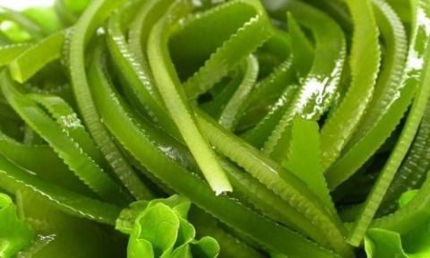 什么人能吃海带 t01def010091f432794.jpg