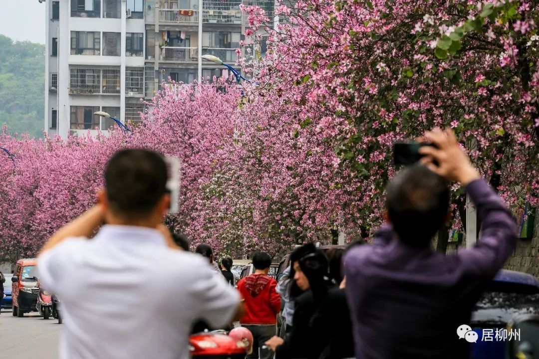 听说，这些是柳州最宜赏紫荆花的住宅