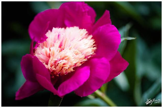 “五一”赏花有“对象”:牡丹的姐妹花进入最佳观赏期