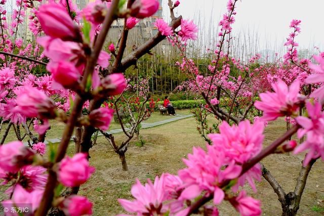 4大生肖2018年桃花运实在是太旺了，你上榜了吗？